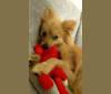 Luther, a Pomeranian tested with EmbarkVet.com