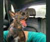 Photo of Puma, a Boston Terrier, American Pit Bull Terrier, and Mixed mix in Hawaii, USA