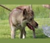 Indy (Roku), a Saarloos Wolfdog and Norwegian Elkhound mix tested with EmbarkVet.com
