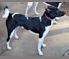 Lyra, a Formosan Mountain Dog tested with EmbarkVet.com