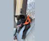 Alpha a dog tested with EmbarkVet.com