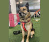 Costa, a Central Asian Village Dog tested with EmbarkVet.com