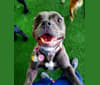 Cindy Lou Who, an American Bully tested with EmbarkVet.com