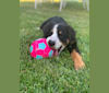 Lola, a Bernese Mountain Dog tested with EmbarkVet.com