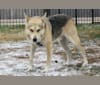 Skye, a Siberian Husky and German Shepherd Dog mix tested with EmbarkVet.com