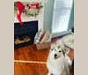 Photo of Loda, a Siberian Husky and Alaskan Malamute mix in Mauldin, South Carolina, USA