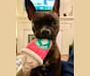 Puma, a Boston Terrier and American Pit Bull Terrier mix tested with EmbarkVet.com