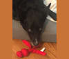 Sibu, an Akita and American Pit Bull Terrier mix tested with EmbarkVet.com