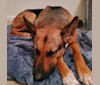 Photo of Morgan, a German Shepherd Dog and American Pit Bull Terrier mix in Yakima, WA, USA