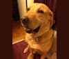 Riley, a Labrador Retriever tested with EmbarkVet.com