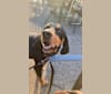 Odin, a Black and Tan Coonhound tested with EmbarkVet.com