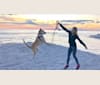 Photo of Skye, an American Foxhound, Alaskan Malamute, and Siberian Husky mix in Santa Rosa Beach, Florida, USA