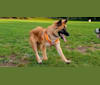 Linda, an Arabian Village Dog and German Shepherd Dog mix tested with EmbarkVet.com