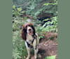 Photo of Sunny, a French Spaniel  in Oakville, ON, Canada