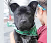 Mae, a Staffordshire Terrier and Chow Chow mix tested with EmbarkVet.com