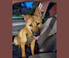 Thunder, a Japanese or Korean Village Dog and Labrador Retriever mix tested with EmbarkVet.com