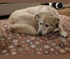 Jolene, a German Shepherd Dog and Rottweiler mix tested with EmbarkVet.com