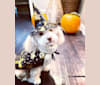 Charlie, a Pomeranian and Chihuahua mix tested with EmbarkVet.com