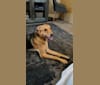 Lido, a Labrador Retriever and Coonhound mix tested with EmbarkVet.com