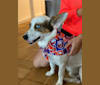 Marco, a Chihuahua and Siberian Husky mix tested with EmbarkVet.com