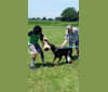 Ekko a dog tested with EmbarkVet.com