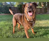 Rocko, a Labrador Retriever and Russell-type Terrier mix tested with EmbarkVet.com