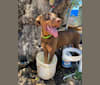 Basilone, a Doberman Pinscher and American Pit Bull Terrier mix tested with EmbarkVet.com