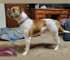 Banshee, an American Bulldog tested with EmbarkVet.com
