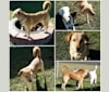 Sammie, a Labrador Retriever and Australian Shepherd mix tested with EmbarkVet.com