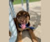 Photo of Trooper, a Bloodhound, Labrador Retriever, and Siberian Husky mix in Lytle, Texas, USA