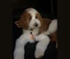 Benny, a Poodle (Standard) tested with EmbarkVet.com