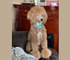 Chaser, a Poodle tested with EmbarkVet.com