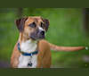 Tetra, an American Pit Bull Terrier and Chow Chow mix tested with EmbarkVet.com