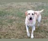 Nina, a Labrador Retriever tested with EmbarkVet.com