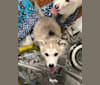 Jack, an Alaskan Malamute and German Shepherd Dog mix tested with EmbarkVet.com