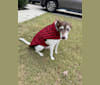 Bandit Walter, a Rat Terrier and Border Collie mix tested with EmbarkVet.com