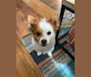 Waffles, a Pomeranian and Chihuahua mix tested with EmbarkVet.com