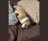 Rukia, a Chihuahua and Cocker Spaniel mix tested with EmbarkVet.com