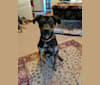 Murphy, a Bullmastiff and German Shepherd Dog mix tested with EmbarkVet.com