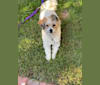 Photo of Cleo, a Poodle (Small), Pekingese, Maltese, and Mixed mix in Boston, Massachusetts, USA