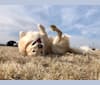 Zeus, a Saint Bernard and Anatolian Shepherd Dog mix tested with EmbarkVet.com