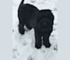 Shuri, a Black Russian Terrier tested with EmbarkVet.com