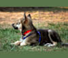 Remington a dog tested with EmbarkVet.com