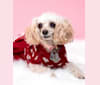 Photo of Angel, a Poodle (Small)  in Islip Terrace, New York, USA