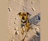 June, an Arabian Village Dog tested with EmbarkVet.com