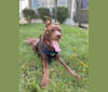 Cosette, a Belgian Malinois and Rottweiler mix tested with EmbarkVet.com