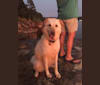 George, a Labrador Retriever and Chow Chow mix tested with EmbarkVet.com