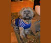 Photo of Leonardo da Vinci, a Shih Tzu, Yorkshire Terrier, Pomeranian, and Maltese mix in Vevay, IN, USA