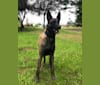 Rook, a Belgian Shepherd tested with EmbarkVet.com