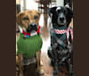 Khotso, an Australian Cattle Dog and German Shepherd Dog mix tested with EmbarkVet.com
